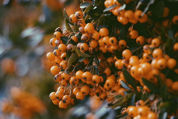 Close-up of rowanberry growing on tree