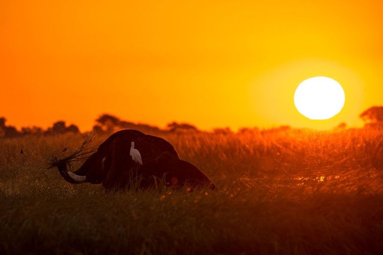 Scenic view of an elephant in the chobe river during sunset