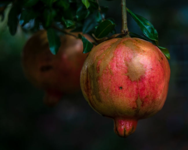 Close-up of red apple hanging on plant
