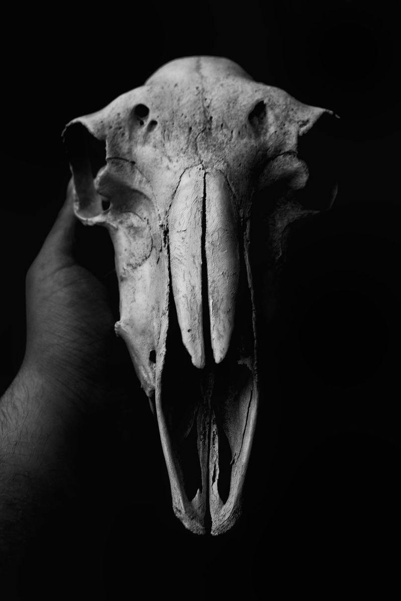 Animal Skeleton pictures | Curated Photography on EyeEm