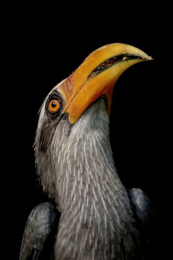 Close-up of hornbill against black background