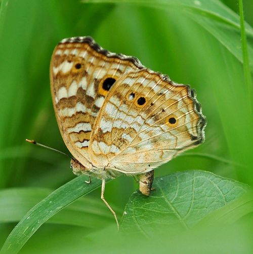 Close-up of butterfly on leaf