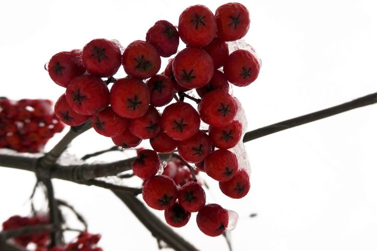 Close-up of red berries growing on tree against sky