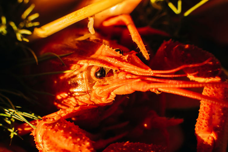 Close-up of orange crab in sea