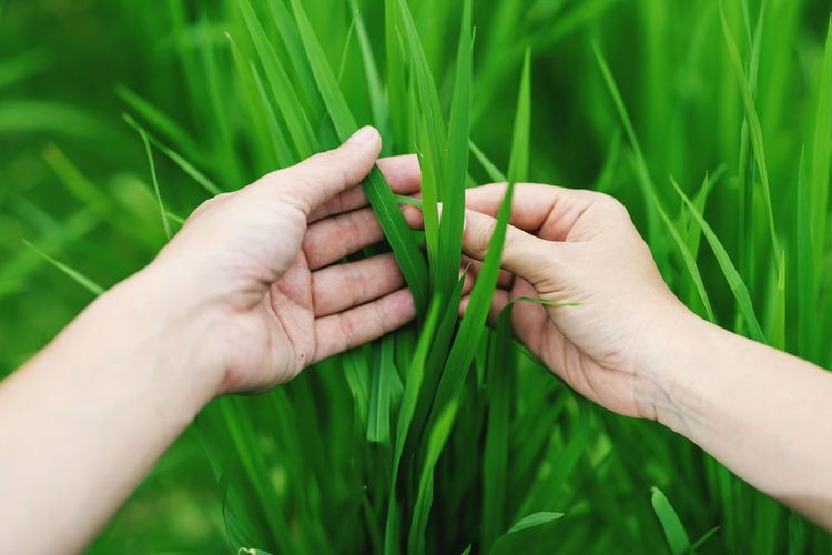 Cropped image of woman holding plant on field