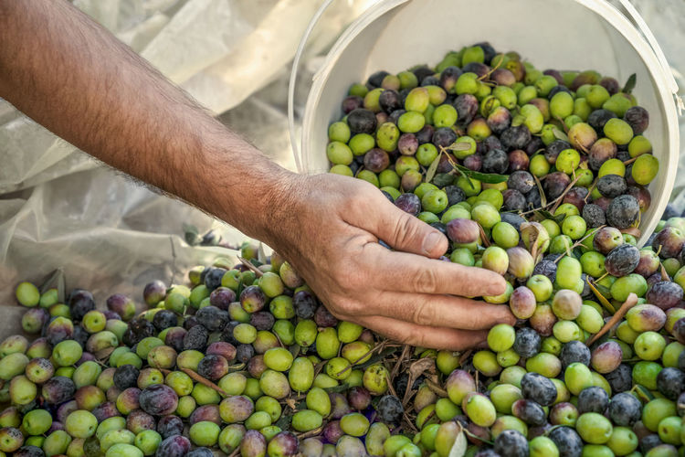 Man collects ripe olives in bucket. harvesting fresh olives, hand and olives close-up.  side view.