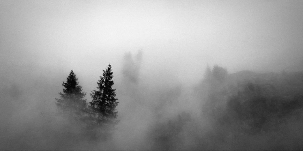 Pine trees on snow covered land against sky