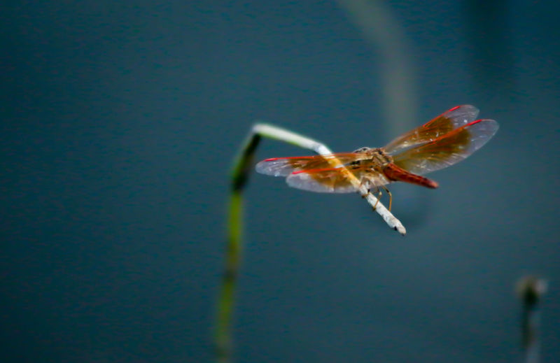 Close-up of insect on wall