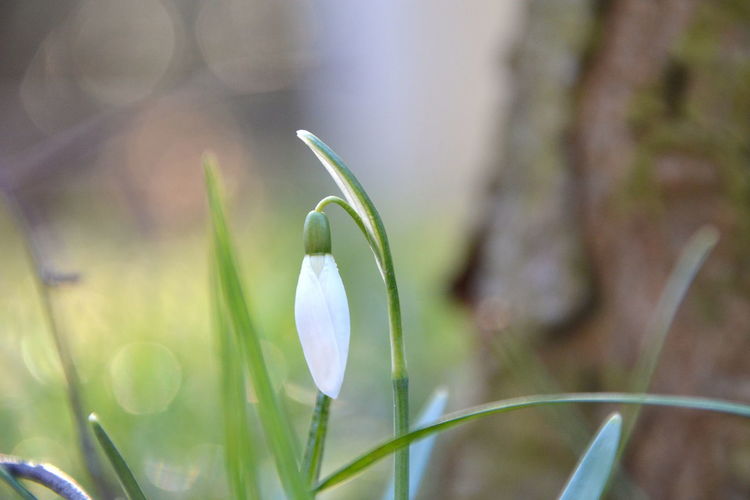 Close-up of white flower