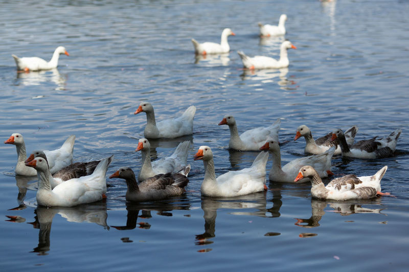 Flock of ducks in lake