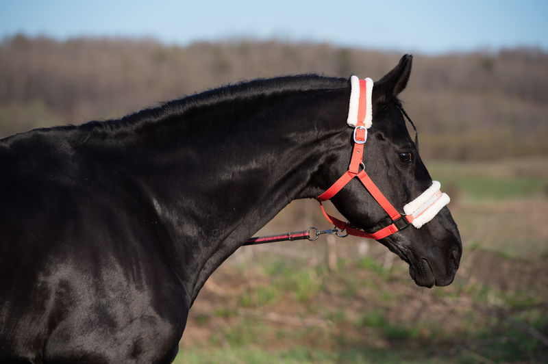 horse