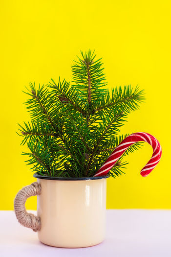 Close-up of potted plant on table against yellow background