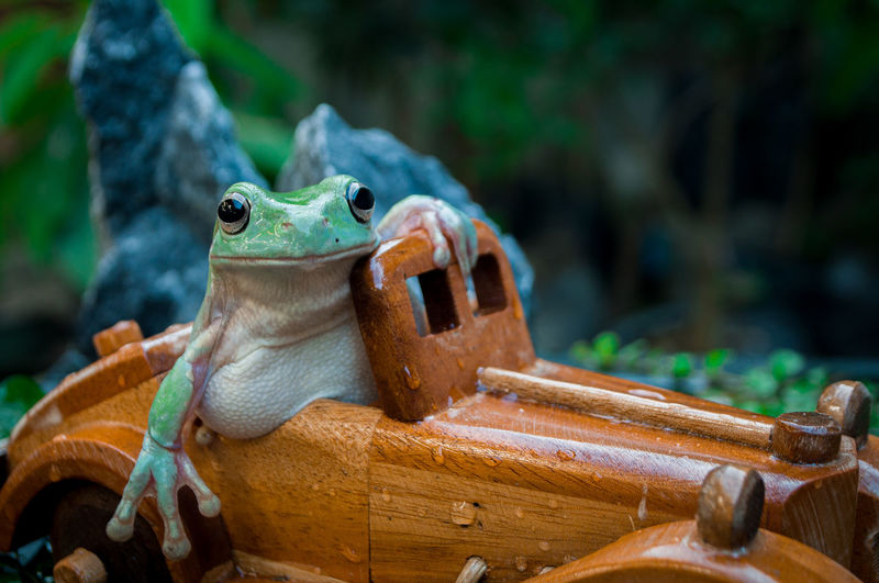 A cute frog driving a brown wooden toy car