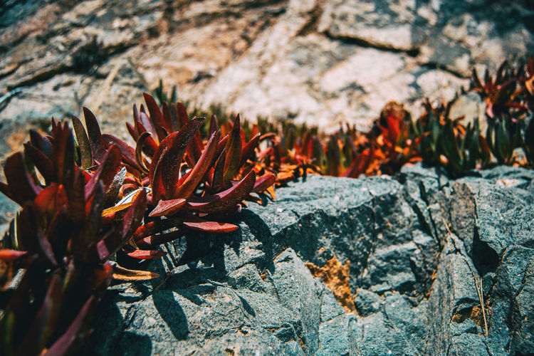 Close-up of red leaves on rock
