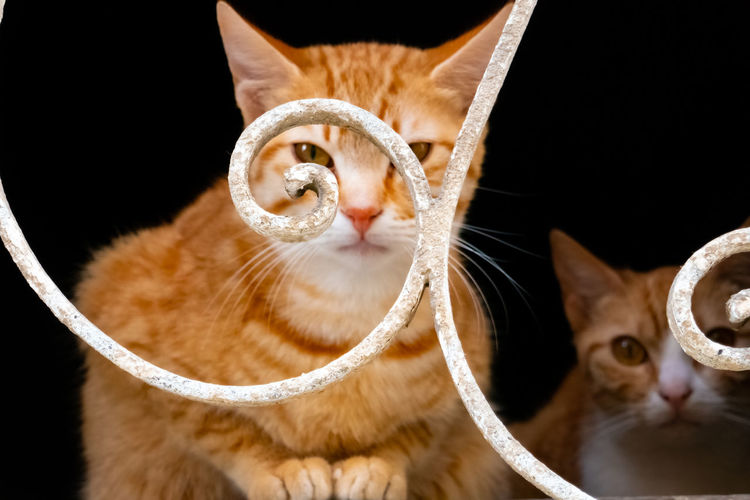 Two red cats look from behind a white railing