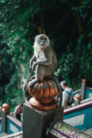 Close-up of monkey on railing against trees
