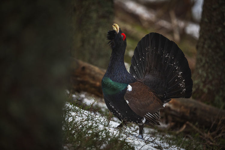 Capercaillie in the mating season from carpathian mountains, romania. wildlife photography of birds 