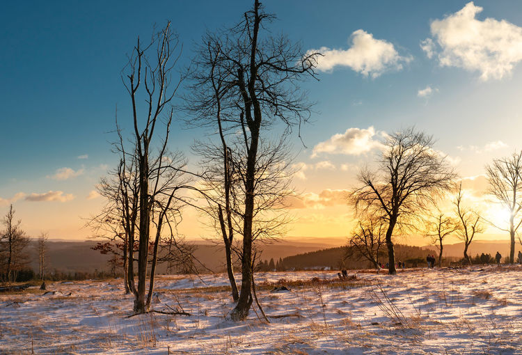 Bare trees on snow field against sky during sunset