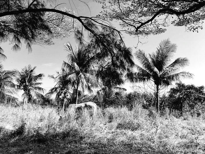 Trees on field against sky