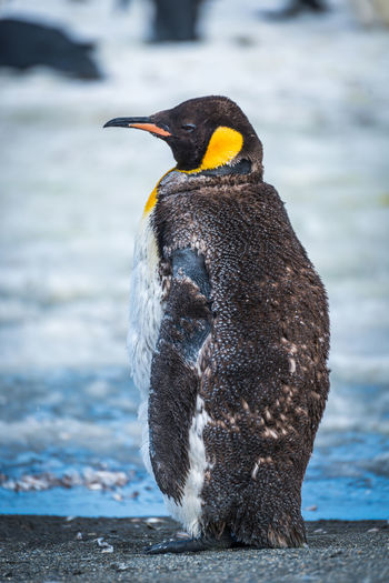 Moulting king penguin with icy pool behind