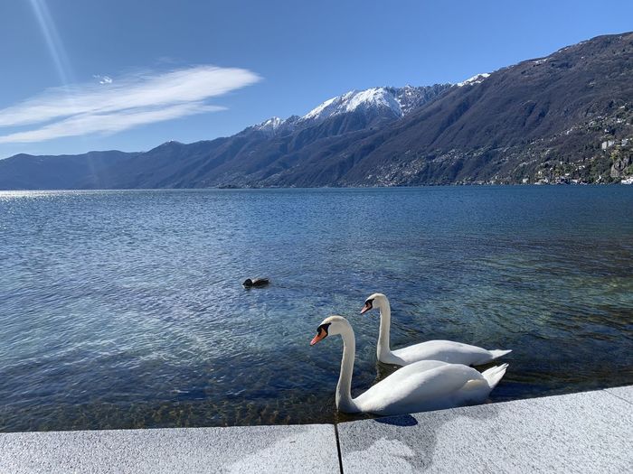 Swan on lake against mountain range