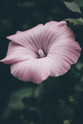 Close-up of pink hibiscus flower