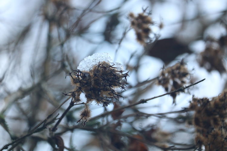 Close-up of dried plant on snow
