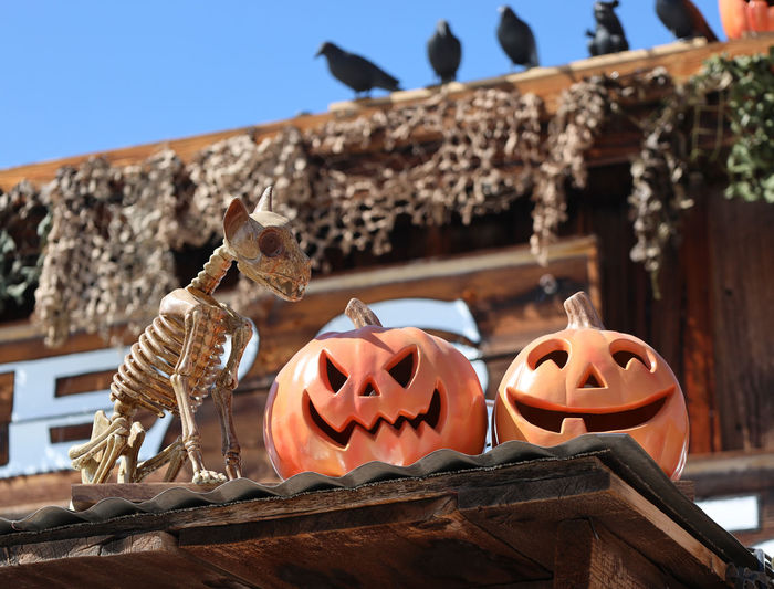 Spooky halloween decorations, pumkin and skeleton dog