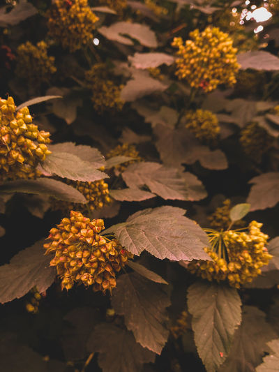 Close-up of seeds plant