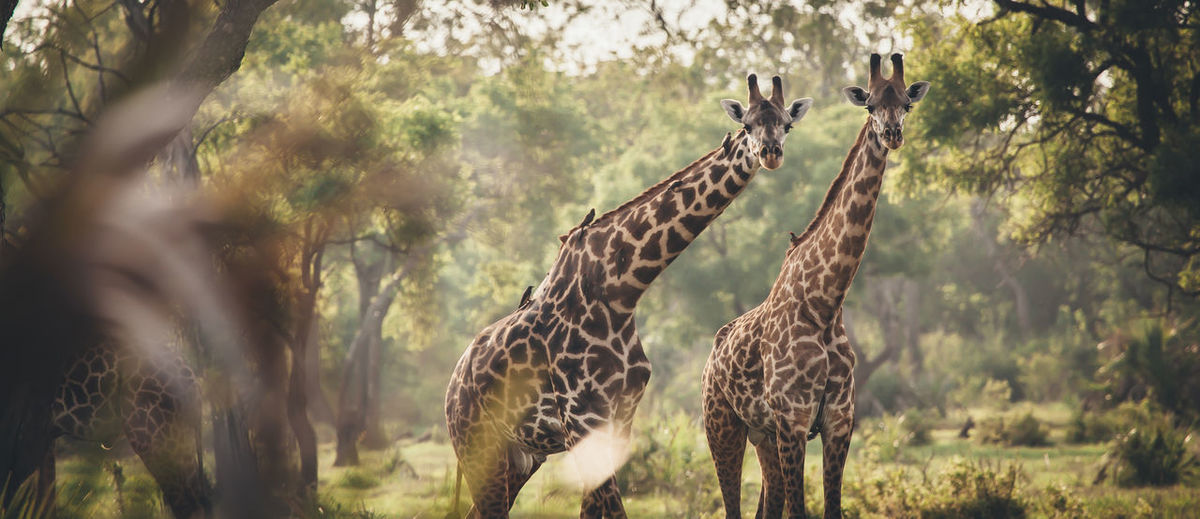 Giraffes amidst trees on field