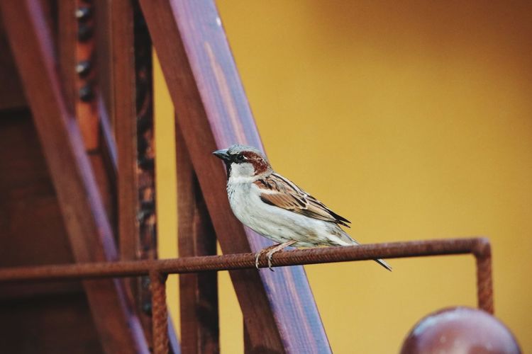 Close-up of bird perching