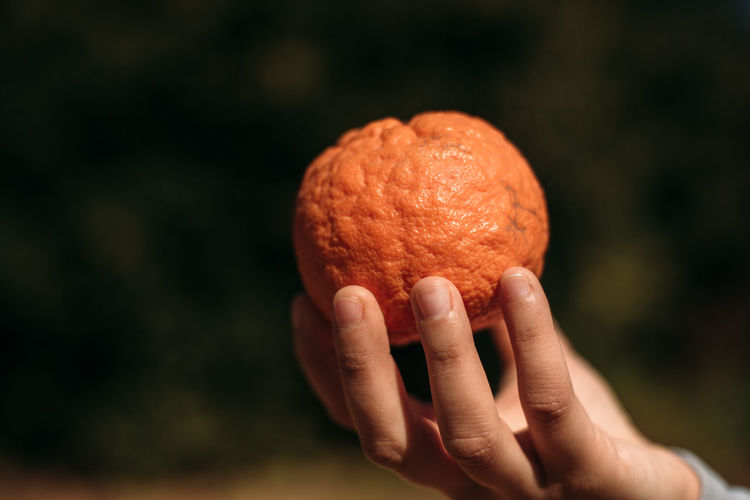 Cropped hand holding orange fruit outdoors