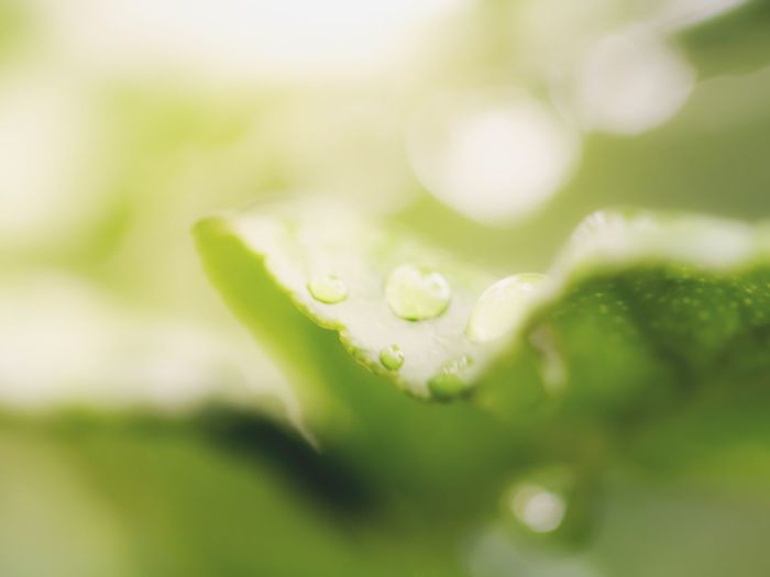 Close-up of water drops on plant