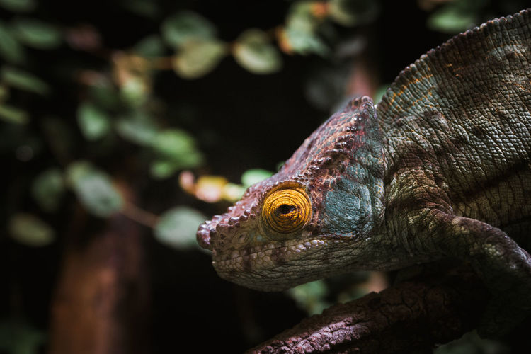 Close-up of a chameleon on a tree