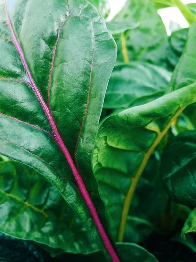 Close-up of leaves