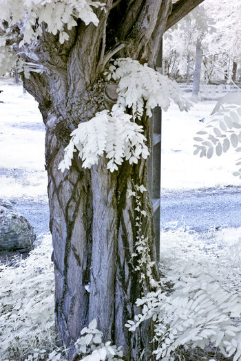 Snow covered land by trees