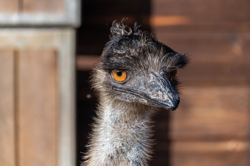 Portrait of a young female emu, dromaius novaehollandiae