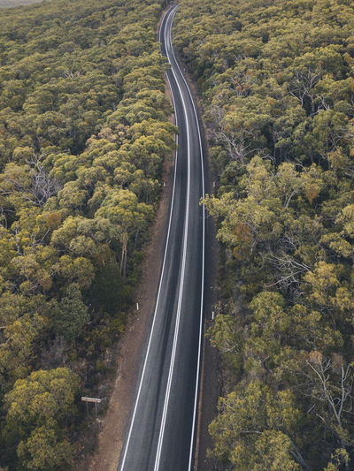 Winding road through lush forest at the grampians national park, victoria, australia.