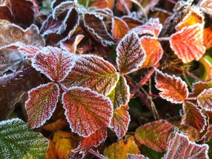 Close-up of frozen leaves during autumn