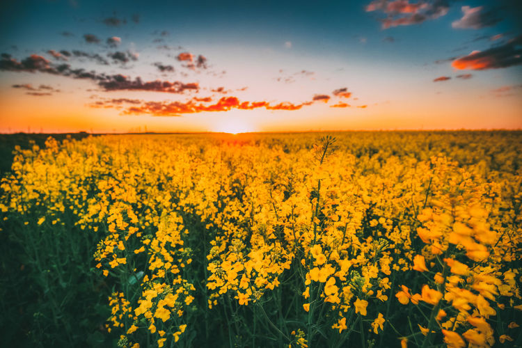 Scenic view of yellow flowering field against sky during sunset
