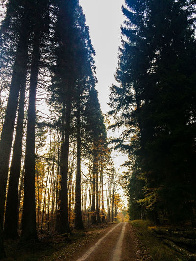 Road amidst trees in forest against sky