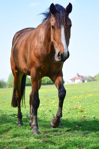 Low angle view of horse walking on grassy field during sunny day