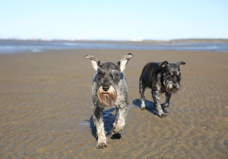 Wet miniature schnauzers walking on sand at beach during sunny day