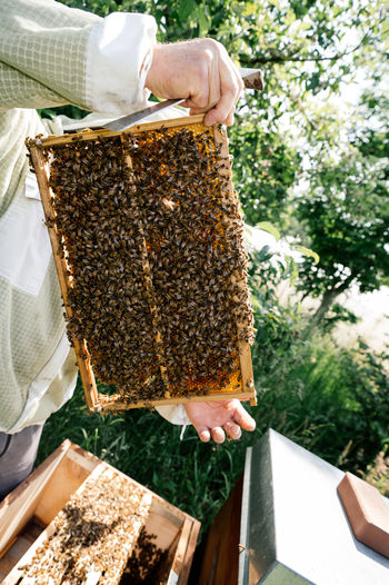 Beekeeper with beehive and bees at work