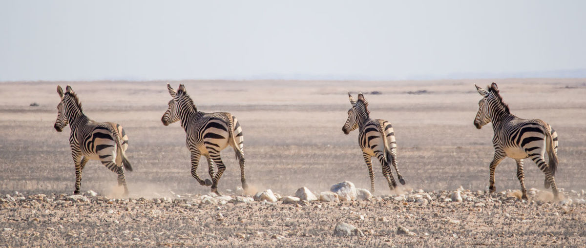 Zebras on field running in rocky namib naukluft national park, namibia