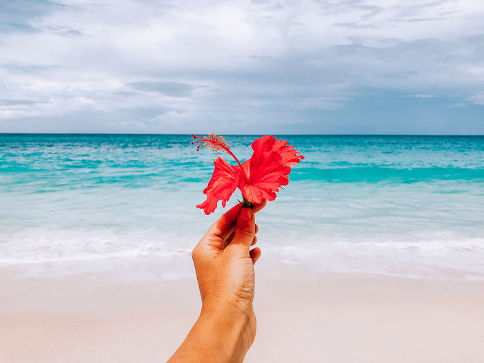 Cropped hand of person holding hibiscus flower at beach against sky
