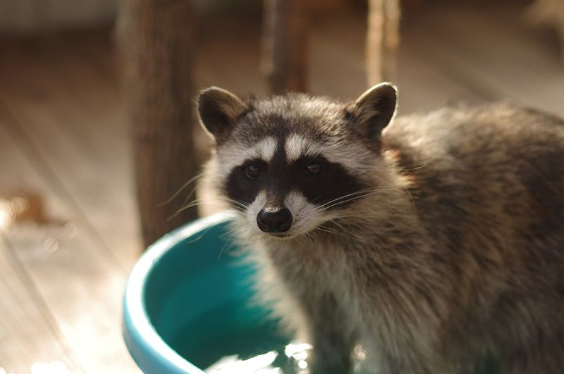 Close-up of raccoon at zoo