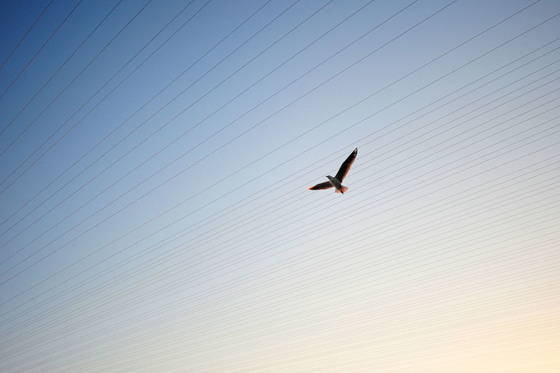 Low angle view of seagull flying over cables against sky