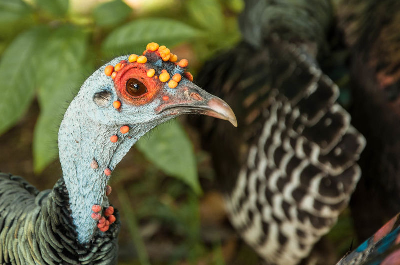 Close-up of turkey bird