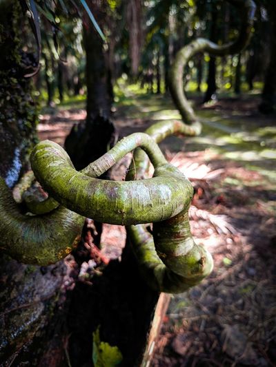 Close-up of moss growing on tree trunk in forest